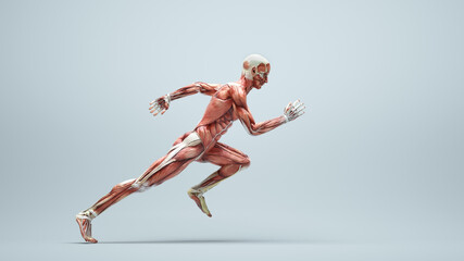 Male muscular system running on white background.