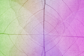 Top view of leaves. Colorful skeleton leaf leaves with a transparent shape. Look abstract from nature with a beautiful background in ultraviolet color for text