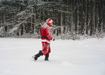 Santa Claus walks in the snowy forest.