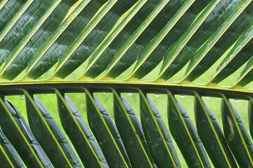 Background green coconut leaves covered with rain drops. Nature concept. green leaves. Lines and textures of green coconut leaves. background pattern. Copy space. coconut leaf in close up.