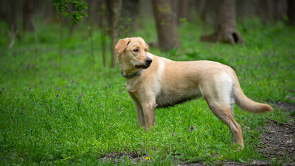 Portrait of my cute dog