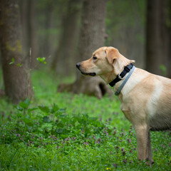 Portrait of my cute dog