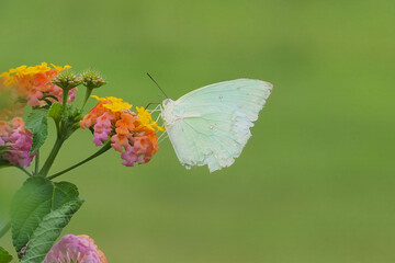 Photo close up white butterfly on bloom flower. Beauty macro close up. Insect and flower. Nature background. white butterfly. Butterfly and pollen. Copy space. Butterfly on a leaves.