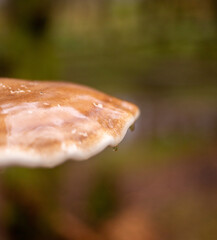 Mushroom detail in the woods