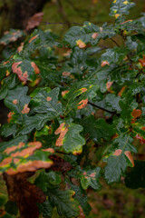 Oak leaves turnining brown