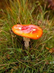 Fly agaric in a field in Scotland