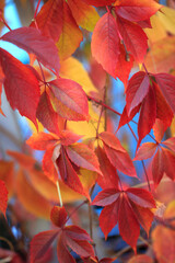 Colorful autumn nature in town