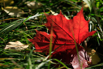 Colorful autumn nature in town