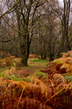 A view of Mugdock Country Park on an autumn day