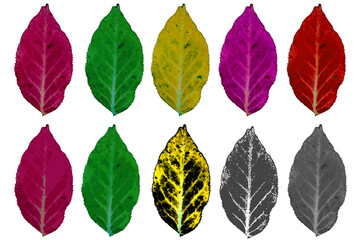 Obraz premium 나뭇잎 리소스, bladresurser, 葉のリソース, leaf resources