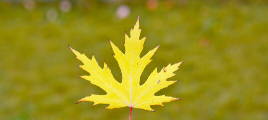yellow maple leaf on a green background