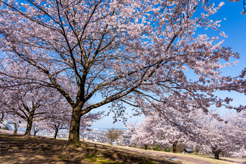 Fototapeta na wymiar 青空をバックに満開の桜がまぶしい大乗寺丘陵公園