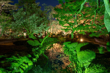 国の特別名勝　兼六園の夜桜観賞