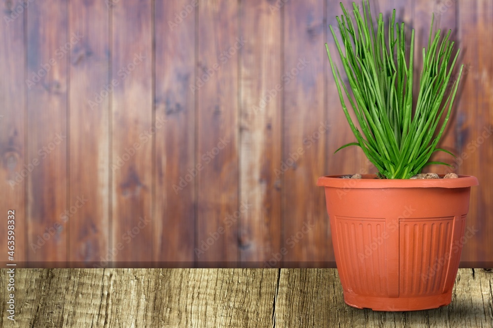 Wall mural green onion in a pot on the wooden background.