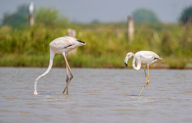 Flamingo juvenile with its parents