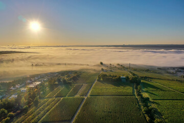 Morning fog at sunrise over the Rhine plain near Eltville / Germany in autumn from a bird's eye view 