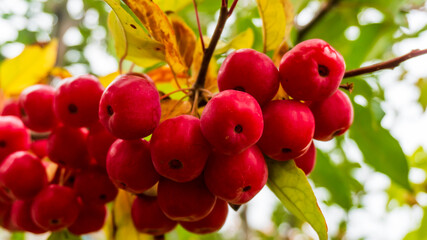 small red apples close-up on the tree