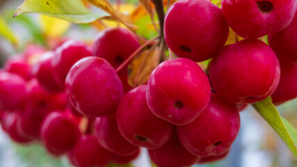 small red apples close-up on the tree