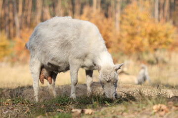 Obraz na płótnie Canvas A herd of goats grazes in the autumn forest. Goats eat grass in the forest. 