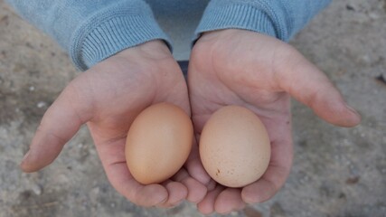 child hands hold two freshly made eggs from the hen in the chicken coop on agricultural farm - children and animals 