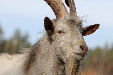 Goat muzzle close-up. The goat will live in the autumn forest. The goat is eating grass in the forest. 