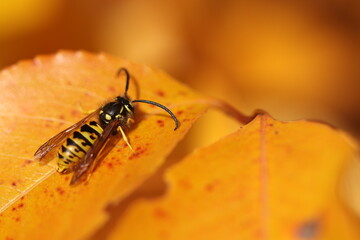 The wasp sits on a yellow leaf of a tree. Autumn yellow leaf of a tree. The leaves on the tree turned yellow in the fall. 