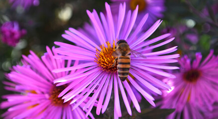 Obraz premium bee on flower