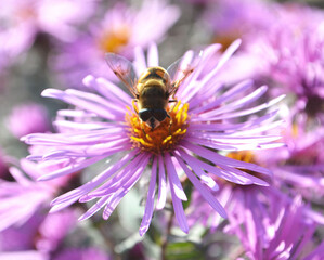 bee on flower