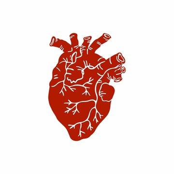 Vector illustration of a human heart. Anatomical heart isolated on white background. 