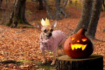 Dog posing with pumpkin. Halloween. Autumn Hollidays and celebrations.