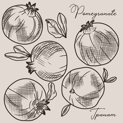 
A sketch of a pomegranate. Illustration of pomegranate fruits and leaves.