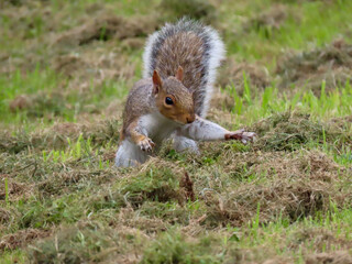 Eastern gray squirrel or Sciurus carolinensis on a mowed lawn digging a hole for his stash of hidden food