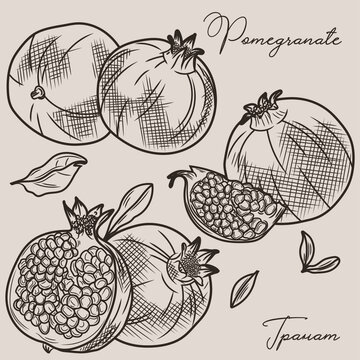 
A sketch of a pomegranate. Illustration of pomegranate fruits and leaves.