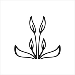 Doodle calla lilies icon isolated on white. Sketch flower. Hand drawn line art. Vector stock illustration. EPS 10