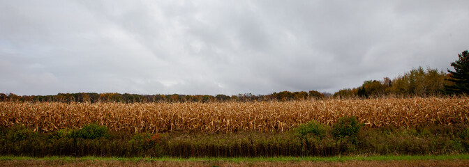 Wisconsin farmland with a cornfield and colorful forest in autumn