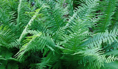  Green fresh bush of fern in the forest. Natural thickets, floral abstract background. Perfect natural fern pattern. Beautiful background made with young green fern leaves. Selective focus.