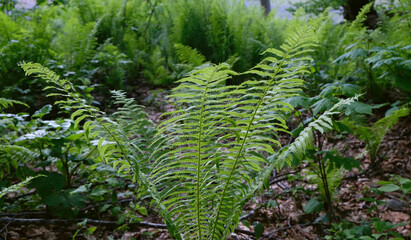 Fototapeta premium Young shoots of ferns illuminated by sunlight. Beautiful close-up view of fresh green young wild ferns plantation bud in spiral form with shallow depth of field in the forest. Selective focus.