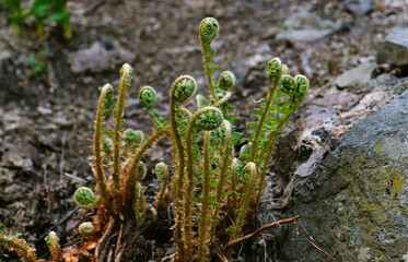 Young shoots of ferns illuminated by sunlight. Beautiful close-up view of fresh green young wild...