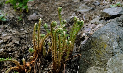 Young shoots of ferns illuminated by sunlight. Beautiful close-up view of fresh green young wild ferns plantation bud in spiral form with shallow depth of field in the forest. Selective focus.