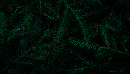 Naklejka na ściany i meble Christmas tree branches. Green natural background. Christmas background. Nature New Year concept.