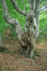 Obraz premium big tree trunk