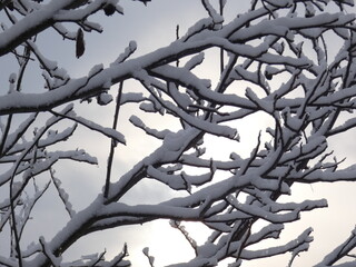 snow covered branches
