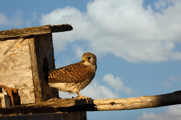 The common kestrel (Falco tinnunculus) or European or Eurasian kestrel sitting at the nest box. Nesting kestrel with blue sky and clouds. A small predator near an artificial nest.