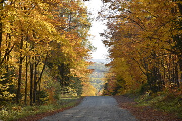 The maple road in autumn, Sainte-Apolline, Québec, Canada