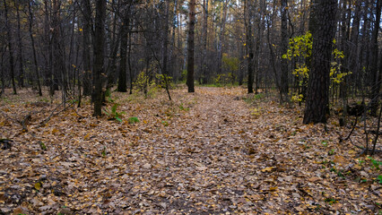 Autumn path in the Russian forest.