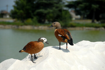 Domestic duck with beautiful colors and colorful plumage on a white tuff rock