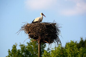 Stork in the nest in a naturalistic park in Piedmont.