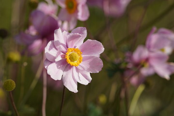 Fototapeta premium pink and yellow flowers