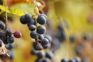 grapes on vine