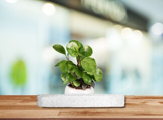 Background green with podium. Stand to show cosmetic products with plant